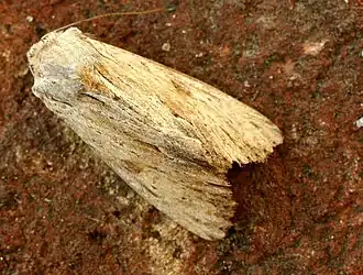 Bleke grasworteluilApamea lithoxylaea
