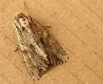 GraswortelvlinderApamea monoglypha