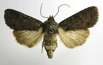 Zeeuwse grasworteluilApamea oblonga