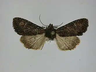 Apamea plutonia