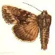 Apamea unita