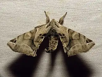 Apatelodes pudefacta