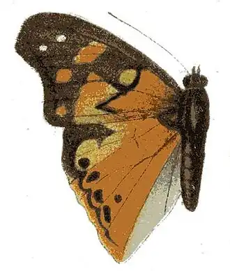 Apaturopsis cleochares