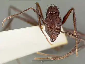 Aphaenogaster lustrans