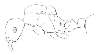 Aphaenogaster sangiorgii