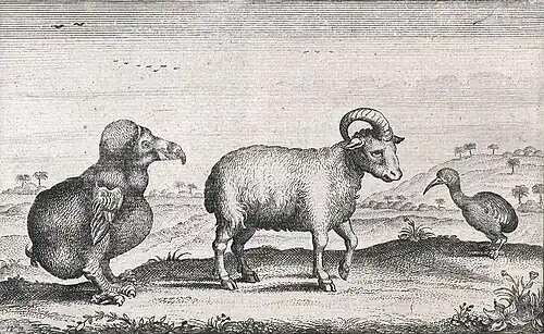 Van den Broecke's tekening van een Rode ral (Aphanapteryx bonasia), in 1617 aangetroffen op Mauritius