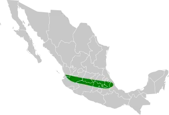 Zuid-Mexicaanse gaai