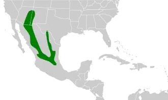 Noord-Mexicaanse gaai