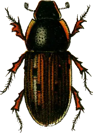 Chilothorax conspurcatus