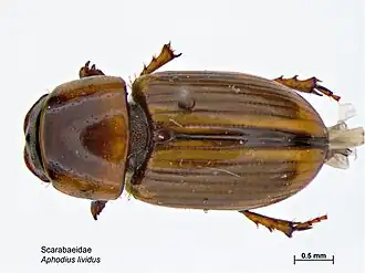 Aphodius lividus