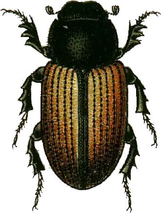 Aphodius merdarius