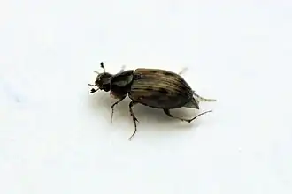 Aphodius obliteratus