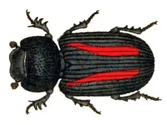 Aphodius plagiatus