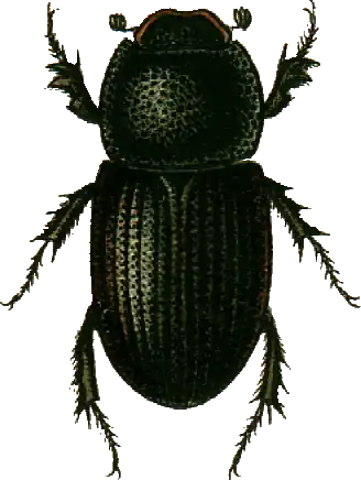 Aphodius scrofa