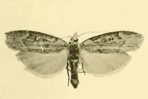 Aphomia curvicostella