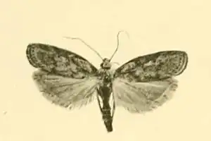 Aphomia murciella