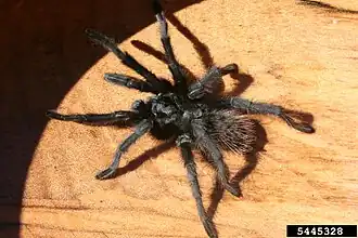 Aphonopelma vogelae