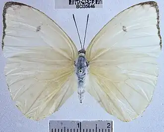 Aphrissa boisduvalii