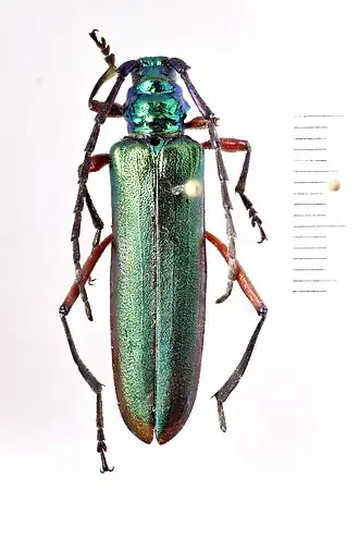 Aphrodisium neoxenum