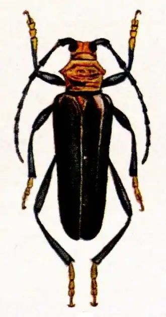 Aphrodisium panayarum