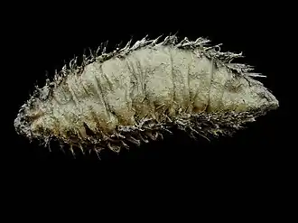 Aphrodita aculeata (zeemuis)