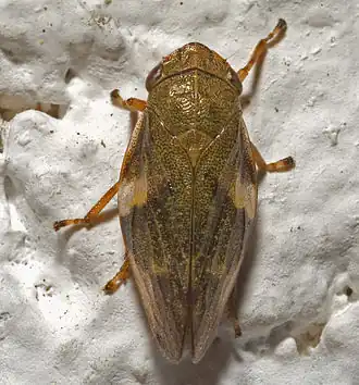Aphrophora alni