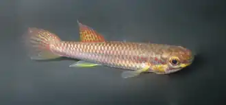 Aphyosemion splendopleure