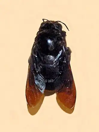 Xylocopa combusta