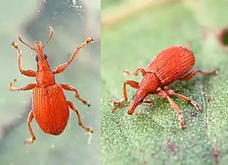 Menierood zuringspitsmuisje