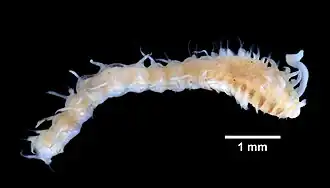 Apistobranchus tullbergi