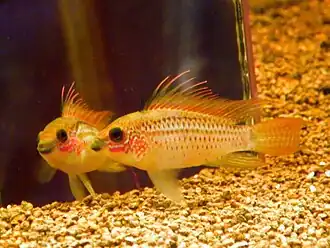 Apistogramma eremnopyge