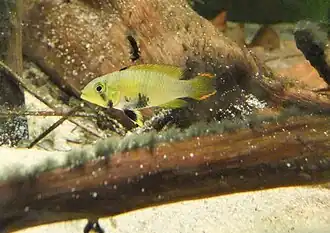 Apistogramma panduro