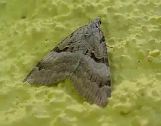 Aplocera praeformata