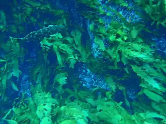 Aplodactylus westralis