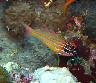 Ostorhinchus cyanosoma