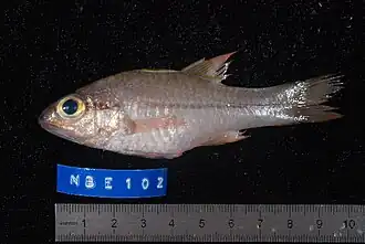 Pristiapogon exostigma