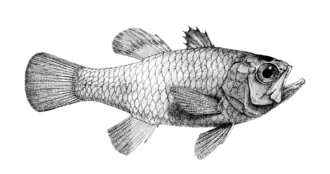 Apogon poecilopterus