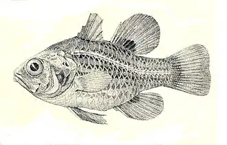 Apogonichthyoides brevicaudatus