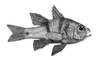 Apogonichthyoides taeniatus