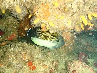 Apolemichthys kingi