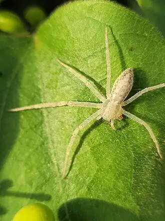 Apollophanes punctipes