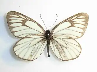 Aporia hippia