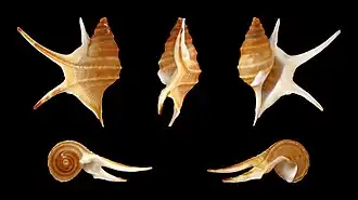 Aporrhais pesgallinae