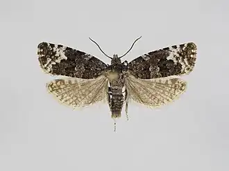 Apotomis lemniscatana