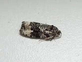 Zwartwitte marmerbladroller