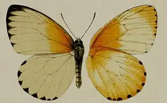 Appias sylvia