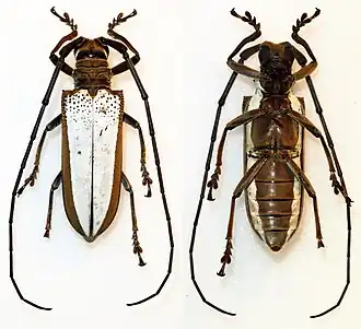 Apriona brunneomarginata