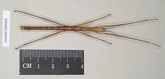 Apterograeffea marshallae