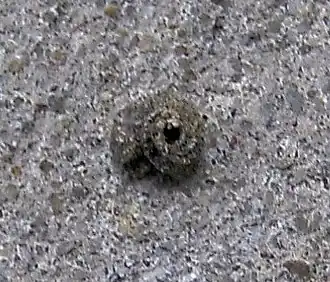 SlakkenhuiszakdragerApterona helicoidella