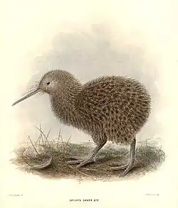 Kleine grijze kiwi(Apteryx owenii)